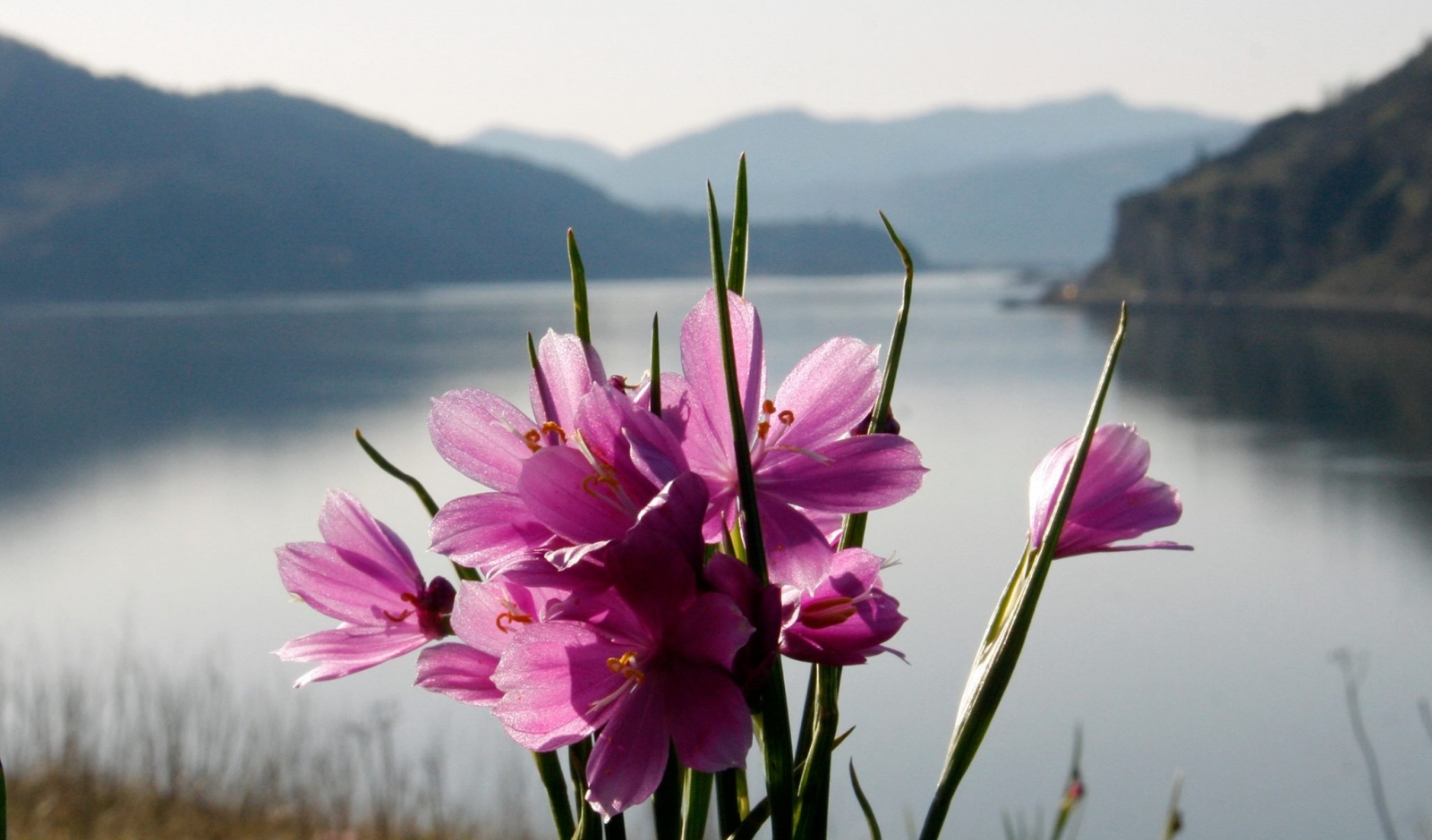 Flowers along the Columbia River
